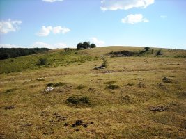 Bardoiza