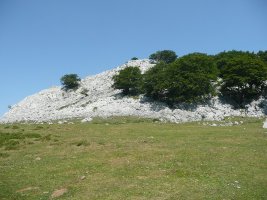 Gorosteta
