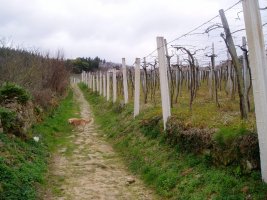 KALTZADA
