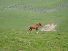Zaldi kumea eta Irazusta aldeko aska