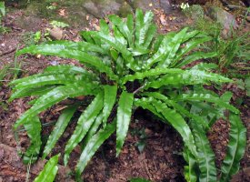 Asplenium scolopendrium scolopendrium
