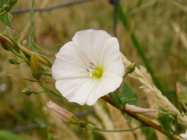 Eskiluntza edo ezkerte zuria (Calystegia sepium)