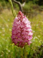 Anacamptis pyramidalis