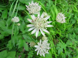 Astrantia