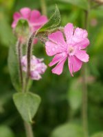 Silene dioica