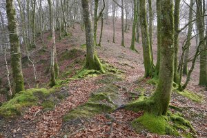 Oberango gainera igotzeko azken txanpa