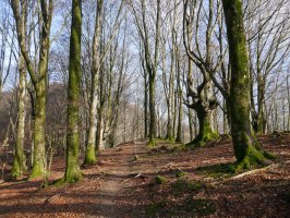 Oberan eta Saratze arteko bidea