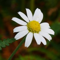 Leucanthemum ircutianum cantabricum