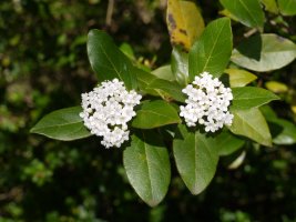 Viburnum tinus, San Pelaio ermitarako bidean