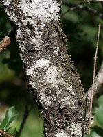 Rhamnus cathartica, enborra.