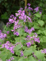 Lunaria annua, Zuñiga