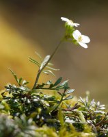Pritzelago alpina, Aizkorri aldean.