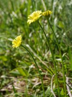 Doronicum plan­ta­gi­neum, Ilarduia aldean
