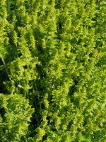 Cruciata laevipes, Ilarduia aldean