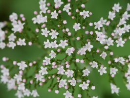 Loreak, Fagollaga aldean