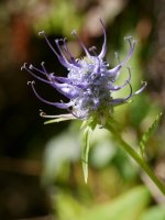 Phyteuma pyrenaicum, Landarbaso aldean