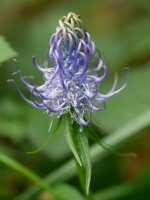 Phyteuma pyrenaicum, Landarbaso aldean