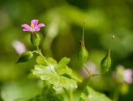 Geranium lucidum, Irurtzun aldean