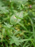 Geranium phaeum, Bidasoa aldean