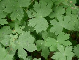 Geranium phaeum, Bidasoa aldean