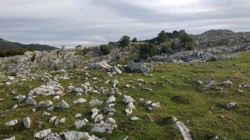 Kalparmuñobarrena trikuharria 3