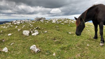 Artzanburu trikuharria 6