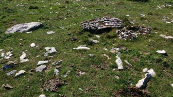 Bekosare trikuharria (2017)