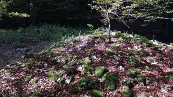 Aileta trikuharria 5