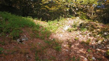 Aileta trikuharria (2017)