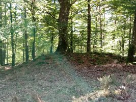 Ollargan trikuharria 4