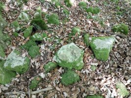 Ollargan trikuharria 3