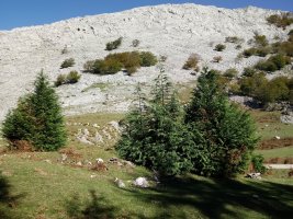 Pagazabal M. trikuharria 2