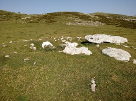 Maantsa trikuharria 2