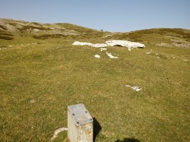 Maantsa trikuharria (2017)