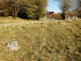 Sorosgain trikuharria 2