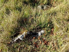 Sorosgain trikuharria (2017)