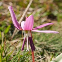 Erythronium dens-canis