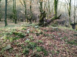 Artaso trikuharria 4