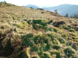 Olaburu trikuharria 2