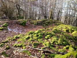 Balankaleku Hegoa trikuharria 3