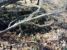 Igartza Mendebaldea trikuharria 2