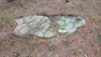 Ama Birjiñen Baso trikuharria 3