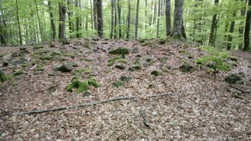 Fagamendi trikuharria (2018)