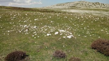 San Donato Bidea eraztun-tumuloa 2