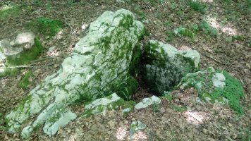 Arregi trikuharria 2