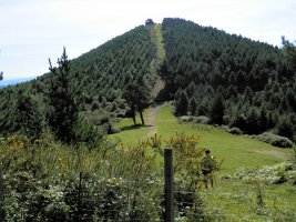 Pastorekortaburu