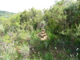 Gorrizako galiurra