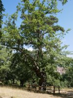 Pinoroble, Canicosa de la Sierra