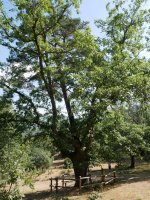 Pinoroble, Canicosa de la Sierra