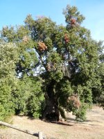 Mendazako artea